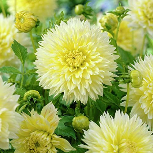 schone 1 x Xtra Large Dahlia Canary Fubuki – Spiky Petal Blooms – Charming Perennial – Summer Flowering Bulb – for Your Beautiful Garden