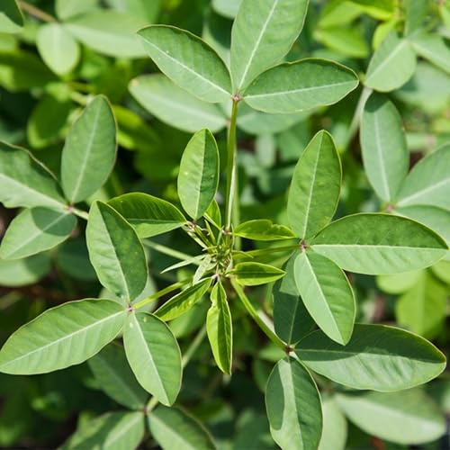 KVITER 30 Chipilin Seeds (Crotalaria Longirostrata) – Semillas de Chipilin para Sembrar – Rare Organic Heirloom Seeds, Herb Seeds for Soups, Tamales, Pupusas – Ideal for Herb Garden