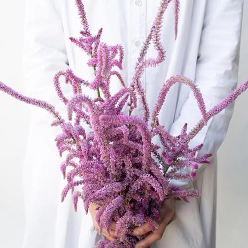 semi di lavanda di mare interno giardino per la con giardino semi biologici selvatici primaverili rialzata, 40semi