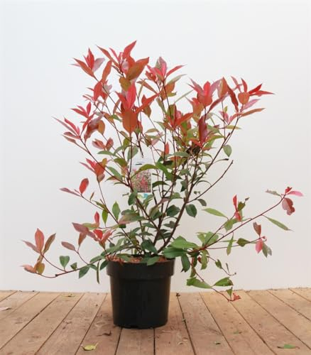 Photinia fraseri 'Carré Rouge' 60–80 cm – Winterhart, Immergrün, Pflegeleicht – Glanzmispel – Heckenpflanze für Garten & Sichtschutz