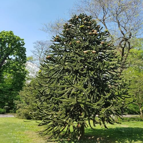 100 piezas semillas araucaria - exóticas resistentes para jardín, resistentes al exterior, semillas jardín