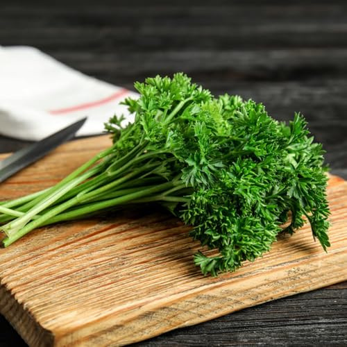 semillas de perejil, interior de perejil perenne resistente culinarias, 300pcs