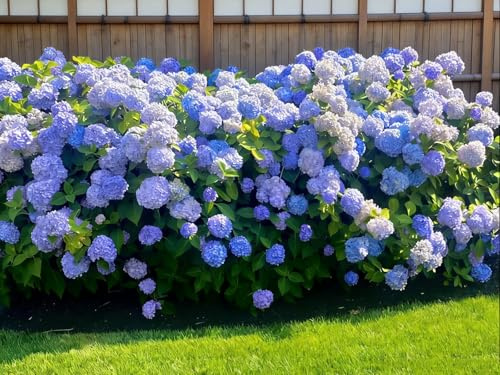 Bulbi di Ortensia Blu - Hydrangea - Perenne, Resistente, Facile da Coltivare, Ideale per Vaso e Giardino-1pcs-h