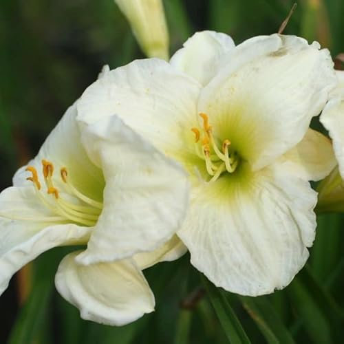 6x Lis d’un jour 'Gentle Shepherd' – Hemerocallis 'Gentle Shepherd' – Godet 9x9cm | Fleurs blanches-crème, parfum léger