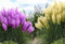 Set Frosthartes Amerikanisches Pampasgras Cortaderia Ziergras im Topf 2x rosa