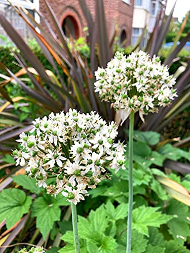 Five Allium nigrum 'Multibulbosom' Bulbs (Black Garlic) Free UK Postage