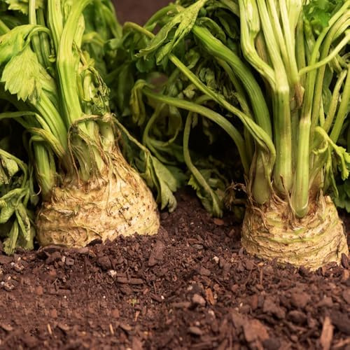semi di sedano rapa semi di resistenti giardino verdi esotiche biologiche resistenti in vaso decorazioni giardino per esterni 100semi