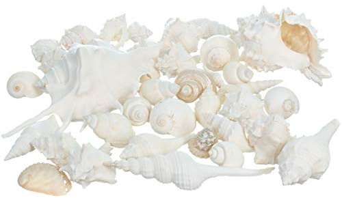 Nautical Crush Trading Sea Shells - White Real Mixed Beach Seashells (1lb) - Shells for Crafts - Ocean Decor - Beach Party Decorations - Seashell Decor - Large Shells Crafts