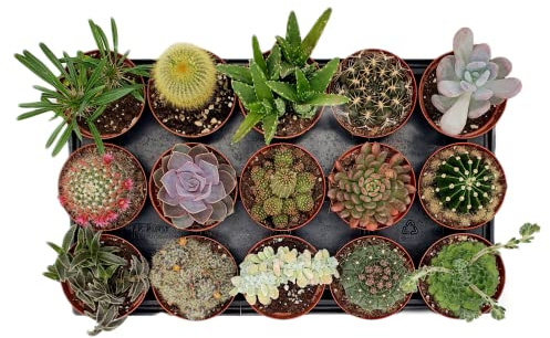 Box 15 Piante Grasse Vere Assortite in Vaso diametro 10 Collezione Mista di Succulente e Cactus