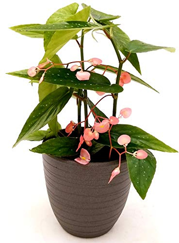 POWERS TO FLOWERS - BEGONIA TAMAYA, CORALLINA, TAMAIA, IN VASO CERAMICA ANTRACITE, pianta vera