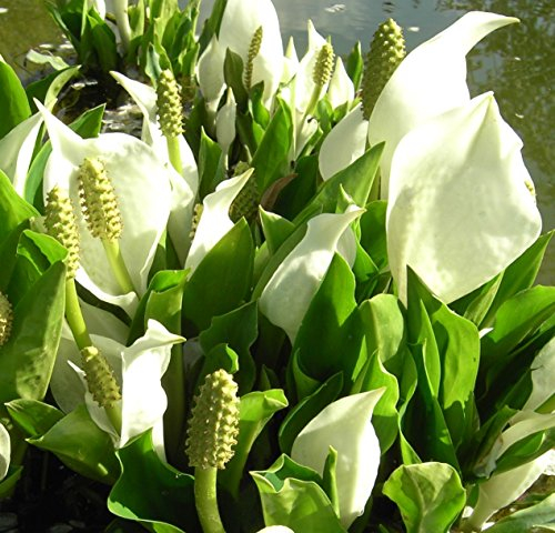 2er-Set - winterhart! - Lysichiton camtschatcensis - Scheincalla, weiß - Wasserpflanzen Wolff
