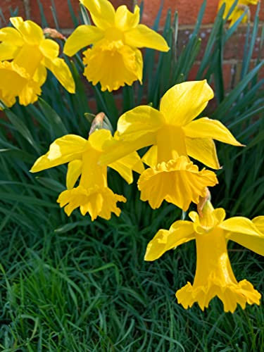 50 x 'King Alfred' Daffodil Bulbs Ready to Plant (Free UK Postage)
