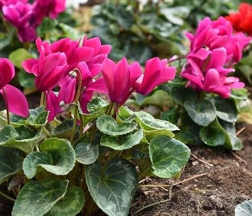 100 graines de fleurs de cyclamen roses fraîches et neuves