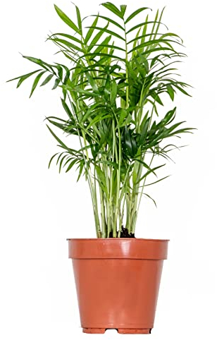 Bloomique - Chamaedorea Elegans - Palmier Nain Mexicain - Plante d’intérieur - Dépolluante - Sans danger pour les animaux - Facile d’entretien - Hauteur 30-40 cm - Pot 12 cm