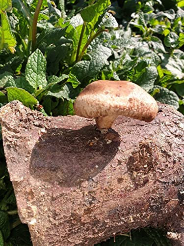 Mushroom dowels Shiitake Growing Plugs/Spawn for Logs (Lentinula edodes) X50