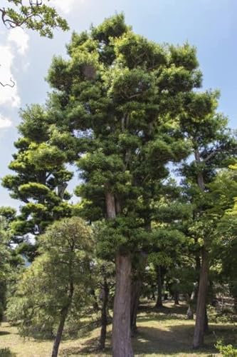 60 Graines de Pin Noir du Japon (Pinus Thunbergii)