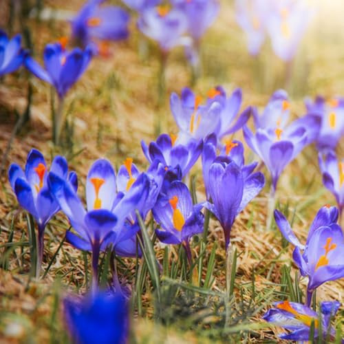 10bulbos Compre de azafrán y azafrán, tempranas de azafrán perennes resistentes al invierno, para el jardín resistentes