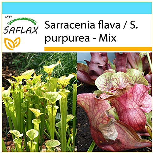 SAFLAX - Gift Set - Pitcher Plant Mix - 10 Seeds - Sarracenia Flava/S. purpurea - Mix
