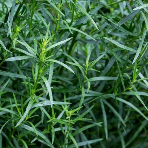 semi di dragoncello perenni resistenti da giardino, tradizionali, esotico rare, 600pcs