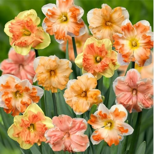 Narciso bulbi,piante erbacee perenni,narcisi bulbi rosa,narciso fiore bulbi,narcisi bulbi mix,bulbi di fiori doppi, bulbi belli e sani,daffodil bulbi(senza semi,non artificiali)-4bulbi-D