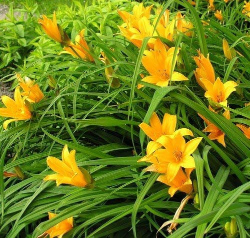 - hémérocalles Middendorffii Seeds