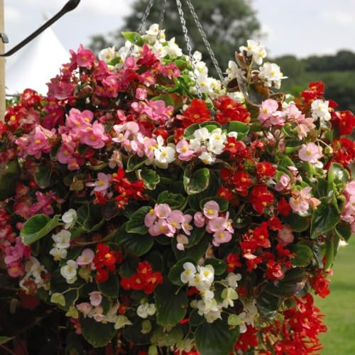 Begonia semperflorens 'Lotto Mixed' - Large Flowered Annual for Hanging Baskets & Borders - Vibrant Colours – 24 Plug Plants by Thompson and Morgan
