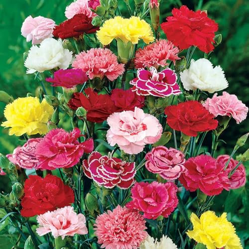 Carnations Flower Seeds 100pcs Mixed