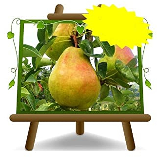 EURO PLANTS VIVAI Poirier poires William plante fruitière vieux sur un pot de 24/26 cm *hauteur maximale 180 cm. - 4 ans