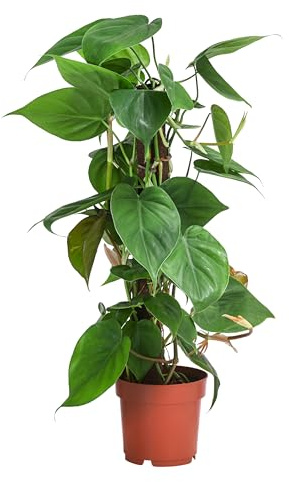 Dehner Baumfreund, Philodendron scandens, an Kratistestab gebunden, 50 cm inkl. Pflanztopf, Ø Topf 14 cm, Zimmerpflanze