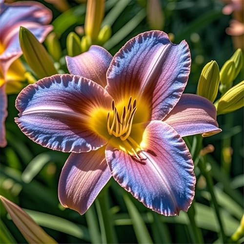 Taglilien-Rhizome zum Anpflanzen/winterhart mehrjährig/Lange Blütezeit/Schnellwachsend/Hochwertig/gemischt/selten,sorgfältig ausgewählt-10Rhizome-A