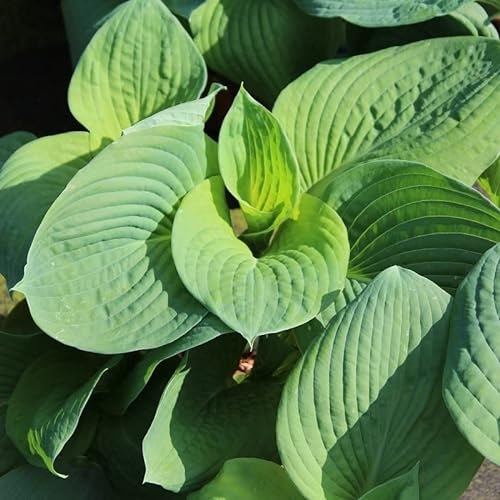 6x Hosta sieboldiana 'Élégants'. - Hosta sieboldiana ‘Elegans’ - Godet 9x9cm