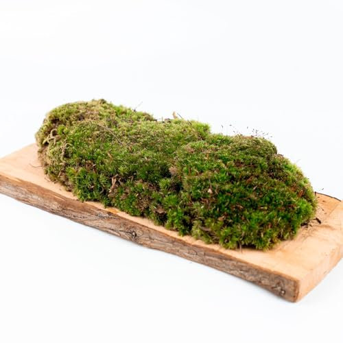 Ecodecs - Muschio vivo, Presepe accessori, Muschio per terrario, Sfere muschio Danese, Muschio per orchidee, Muschio per kokedama, Muschio per terrario rettili - MUSCHIO (1/2 box 39x20cm)