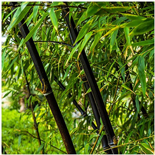 Fargesia Nitida 'Black Pearl' / Fountain Bamboo in 9cm Pot, Stunning Dark Canes