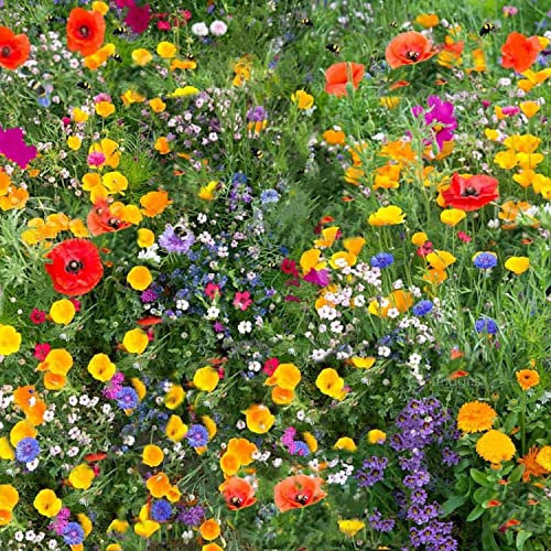 10g UK Wildflower Seeds Mix - Flowers for Bees & Butterflies - Annual Meadow Mix - No Grass