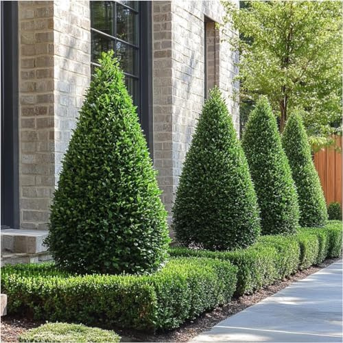 Bosso comune Buxus sempervirens pianta a cono o piramide in vaso ø40 cm h 120 cm Vivaio di Castelletto