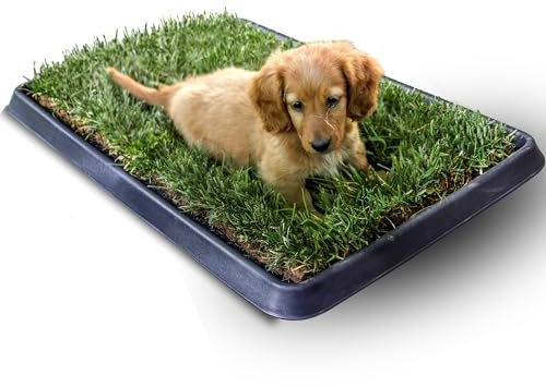 Kit S cane PetZolla - Lettiera per cani in Vera Erba con Vassoio Riutilizzabile 60x40 cm, Traversine cane 100% naturali e atossiche, lettiera cani in vero prato dura fino a 4 Settimane