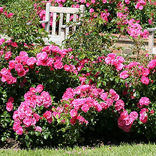 YouGarden Rose 'Flower Carpet Pink', Established Plant in 4 Litre Pot, Ready to Plant, Repeat Flowering Summer Rose, Pink Flowers