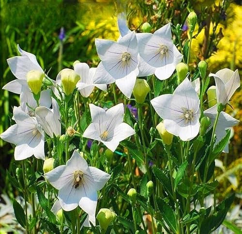 Godetia - 1000 seeds + Plant tag + Freebie - Dutchess of Albany - white godetia grandiflora azalea