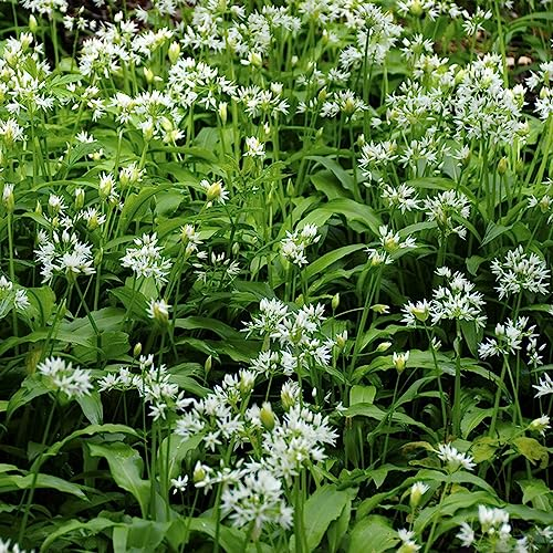 200 Stücke Bärlauch Samen Mehrjährig, Kräutergarten Indoor, Winterharte Kübelpflanzen Bärlauch Pflanzen, Küchenkräuter Samen, Balkonpflanzen Winterhart Kräutergarten Geschenk, Bärlauch