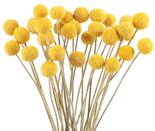 32 PCS Billy Balls Flowers Dried Golden Ball Flower Bouquet Dried Craspedia Globosa Decor for DIY Crafts Wreath Home Decor Cake Decor Wedding Decor Party Centerpieces Decor (Golden)