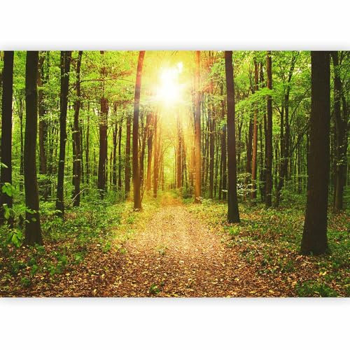 Fotomurales B&D XXL - Bosque Paisaje 400x280 cm XXL Papel pintado tejido no tejido Decoración de Pared decorativos Murales moderna de Diseno Fotográfico Naturaleza c-B-0076-a-b