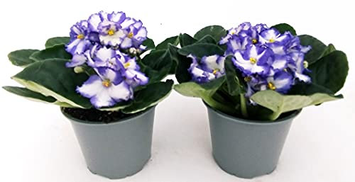 POWERS TO FLOWERS - SAINTPAULIA AZZURRO/BIANCA, 2 PIANTE VASO 11CM, VIOLETTA AFRICANA, pianta vera