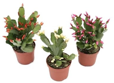 Cactus de Navidad | Pack 3 Plantas | DECOALIVE | Flores Mix Color | Schlumbergera Plantas de Navidad | Flores de Pascua
