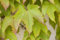 Parthenocissus tricuspidata 'Veitchii' 150-200 cm - Wilder Wein, leuchtend rote Herbstfärbung, ideal für Fassadenbegrünung, pflegeleicht und winterhart
