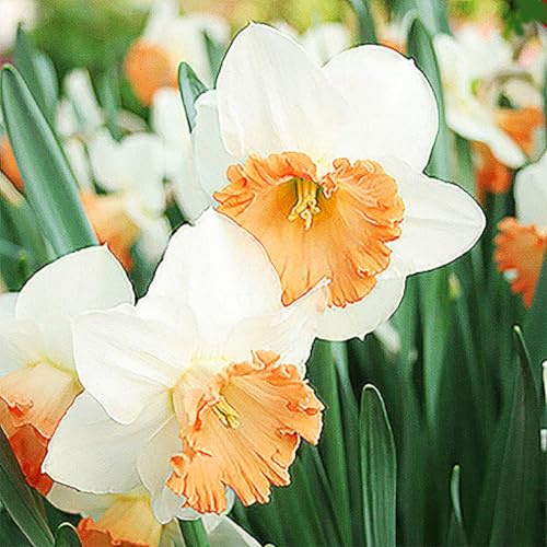 10 Salome Narcissus Bulbs - Top Size Daffodil Bulbs