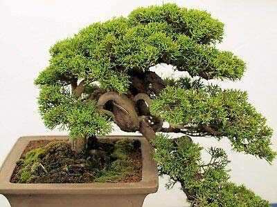 Cupressus lusitanica Bianco Cedro Semi conifera sempreverde robusta corteccia bruno (10)