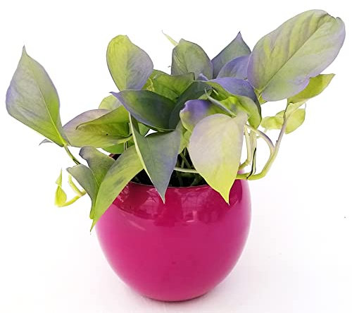 POWERS TO FLOWERS - POTHOS NEON COLOR LIFE PINK IN VASO CERAMICA SFERICO FUCSIA, v14CM Diametro, pianta vera