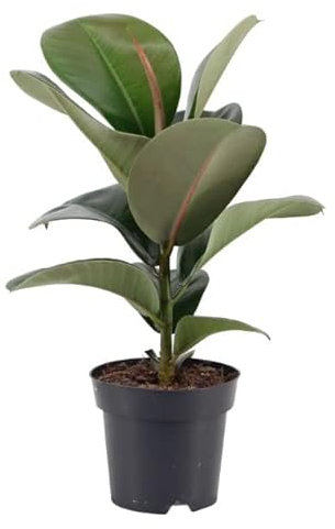 Ficus Elastica Natural Árbol Decorativo de Interior o Exterior