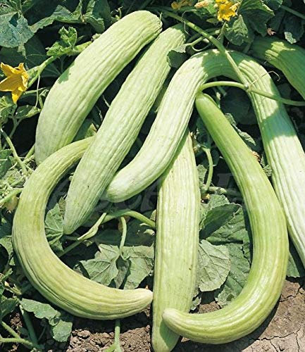 portugiesische Gurke Alficoz Samen aus Portugal 100% Natur (ohne Chemie) handgepflückt und sonnengetrocknet/Massenträger sehr intensiver Geschmack (100 Samen)