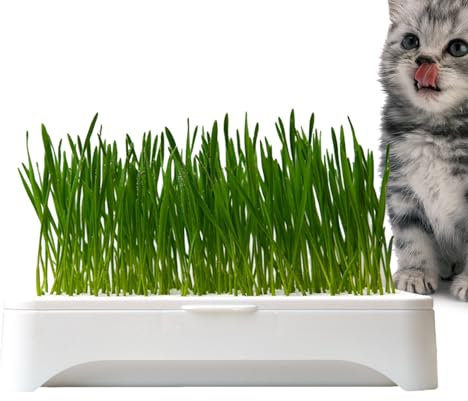 Anulely Vaso idroponico per gatta – Ciotola per la Coltivazione Interna di di Gatto, Ciotole per Coltivazione Senza Terra, per Interni per germinare di Gatti